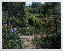 Irises by the Path