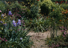 Irises by the Path