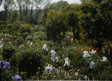 Irises in Bloom