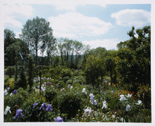 Irises in Bloom