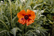 Orange Poppy