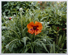 Orange Poppy
