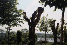 Pollarded Tree