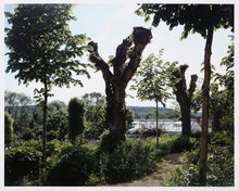 Pollarded Tree