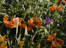 Poppy and Yellow Irises