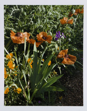 Poppy and Yellow Irises