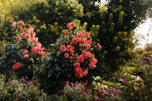 Red Chrysanthamums