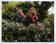 Red Chrysanthamums