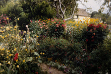 Red Chrysanthamums by Path