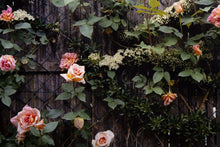 Roses on Fence by the Pond