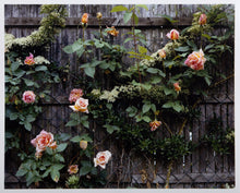 Roses on Fence by the Pond