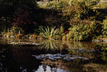 The Pond