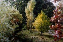 Trees by The Stream