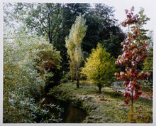 Trees by The Stream