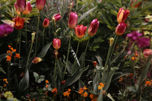 Tulips and Daisies