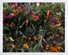 Tulips and Daisies