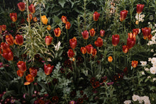 Tulips with Purple Pansies