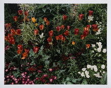 Tulips with Purple Pansies