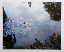 Waterlilies