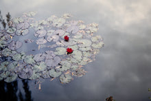 Waterlilies