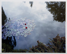 Waterlilies