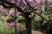 Wisteria by the pond