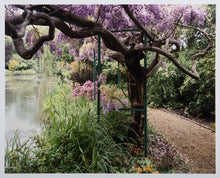 Wisteria by the pond