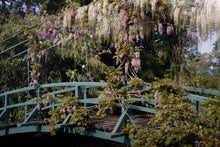 Wisteria covered bridge