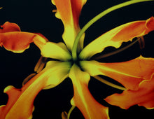 Orange Flower Unique