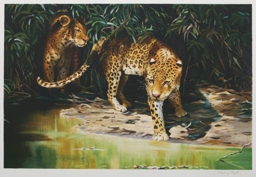 Leopards out of Shadows