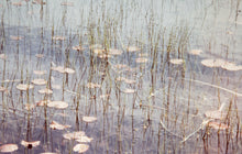 Lily Pads