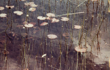 Lily Pads