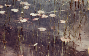 Lily Pads