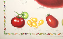 Tomatoes