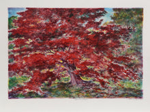 Japanese Maple