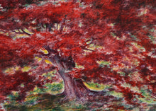 Japanese Maple