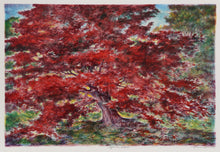 Japanese Maple