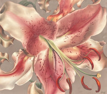 Status Lily