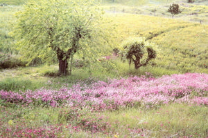 Pastura Rosa