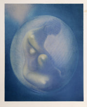 Embryo
