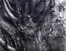 300 Year Old Pine Etching | Sheldon 'Shelly' Fink,{{product.type}}