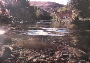 Fawn and rainbow trout, tributary of the Madison River, Montana