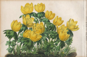 Eranthis Hyemalis