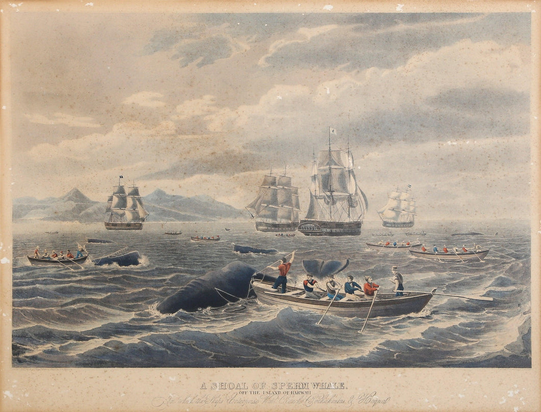 A Shoal of Sperm Whale - Off the Island of Hawaii Etching | Thomas Birch,{{product.type}}