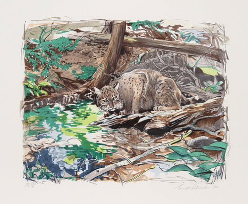 Adirondack Bobcat Lithograph | Everett E. Hibbard,{{product.type}}