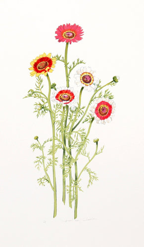 African Daisy Lithograph | Marion Sheehan,{{product.type}}