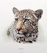 African Leopard Lithograph | Charles Fracé,{{product.type}}