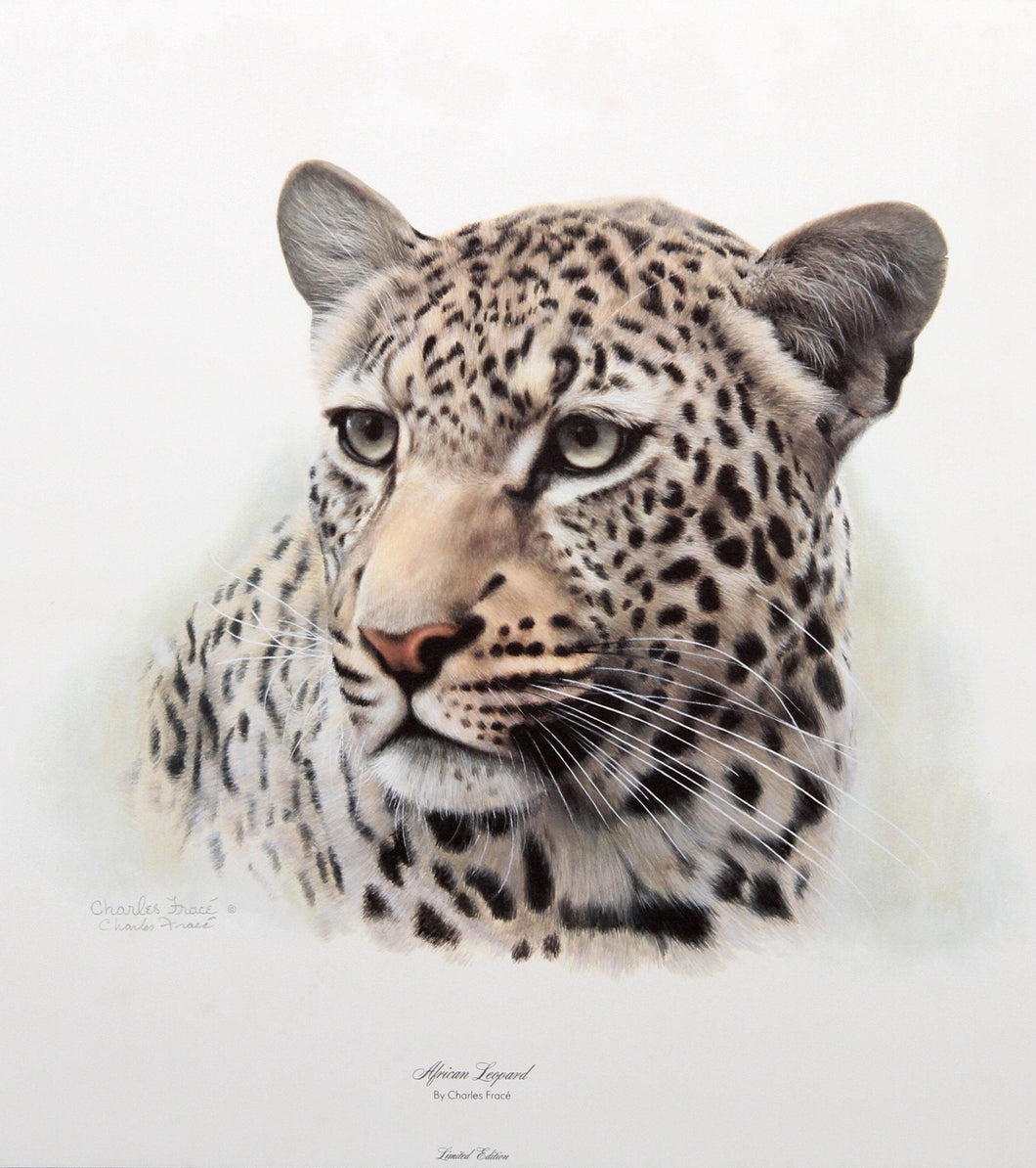 African Leopard Lithograph | Charles Fracé,{{product.type}}