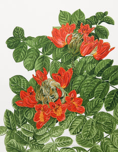 African Tulip Tree Lithograph | Marion Sheehan,{{product.type}}