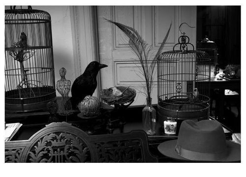 All is not as it seems from the Leon Eyrie Series Black and White | Lauren Bilanko,{{product.type}}